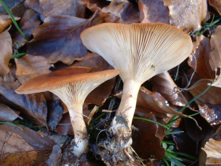 ultimi della stagione